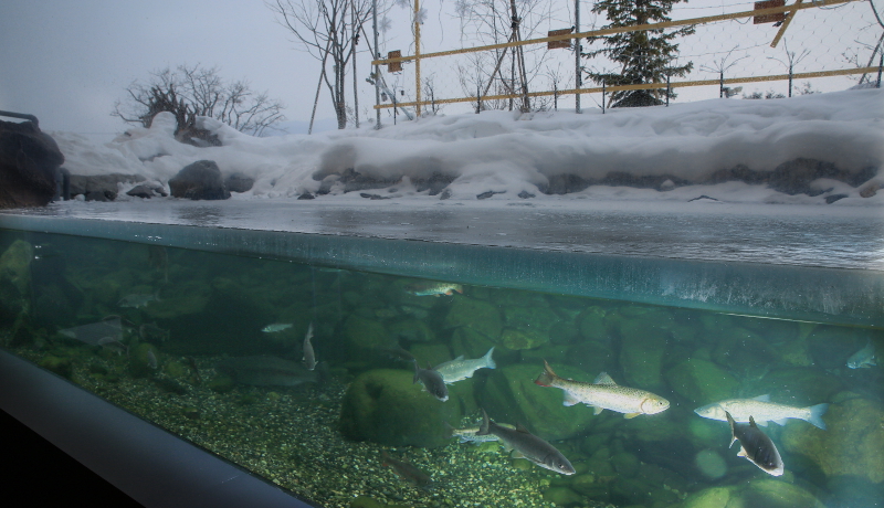 北の大地水族館の四季の水槽が完全結氷