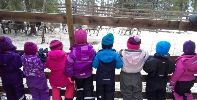 ノルウェーの幼稚園がトナカイの屠畜見学　フェイスブック上で物議
