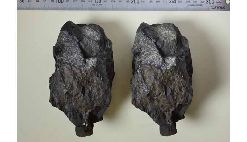 国内最古級の草食恐竜の歯の化石のレプリカ完成　徳島県立博物館