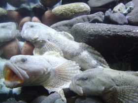 高級魚アラレガコの養殖個体を展示　越前松島水族館