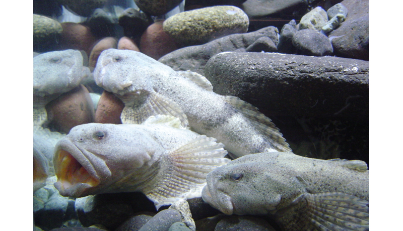 高級魚アラレガコの養殖個体を展示　越前松島水族館