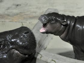 いしかわ動物園、絶滅危惧種コビトカバの赤ちゃんを公開