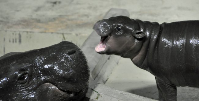 いしかわ動物園、絶滅危惧種コビトカバの赤ちゃんを公開