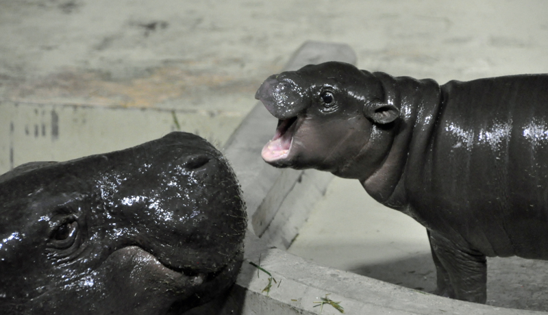 いしかわ動物園、絶滅危惧種コビトカバの赤ちゃんを公開