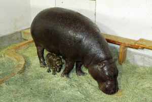 いしかわ動物園、絶滅危惧種コビトカバの赤ちゃんを公開