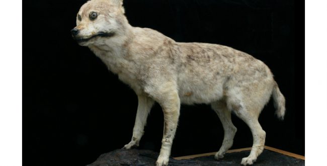 世界に4体しかないニホンオオカミ剥製　和歌山県立自然博物館が展示