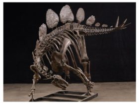 化石の組み上げ作業を全面公開　福井県立恐竜博物館