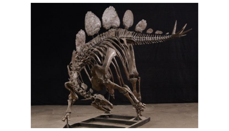 化石の組み上げ作業を全面公開　福井県立恐竜博物館