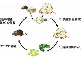 ラット体内に作ったマウスの膵臓を利用した移植治療に成功