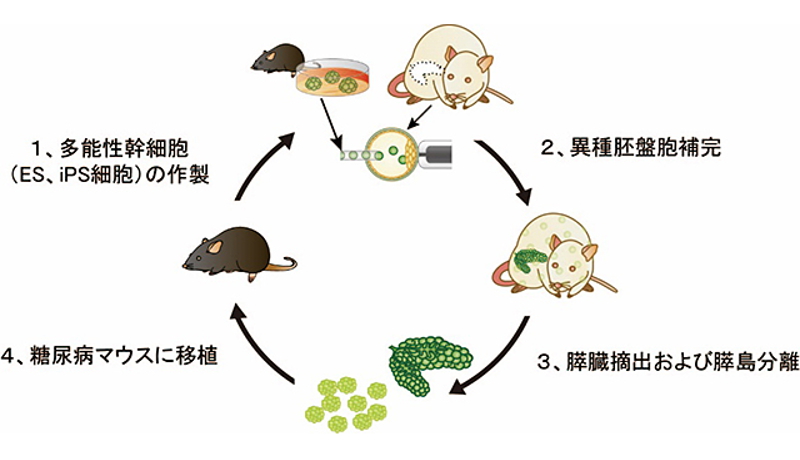 ラット体内に作ったマウスの膵臓を利用した移植治療に成功