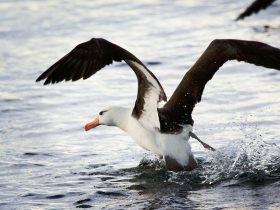 絶滅危惧種のアホウドリ、小笠原諸島で2年連続ヒナを確認