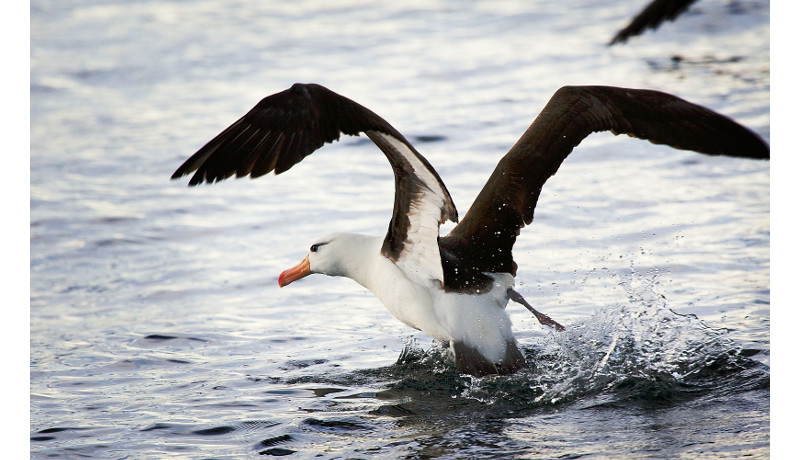 絶滅危惧種のアホウドリ、小笠原諸島で2年連続ヒナを確認