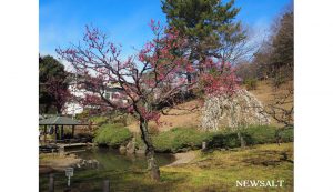 大倉山梅林　1,池のほとりの梅