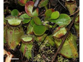 食虫植物、進化のカギ遺伝子候補を発見　フクロユキノシタのゲノム解読