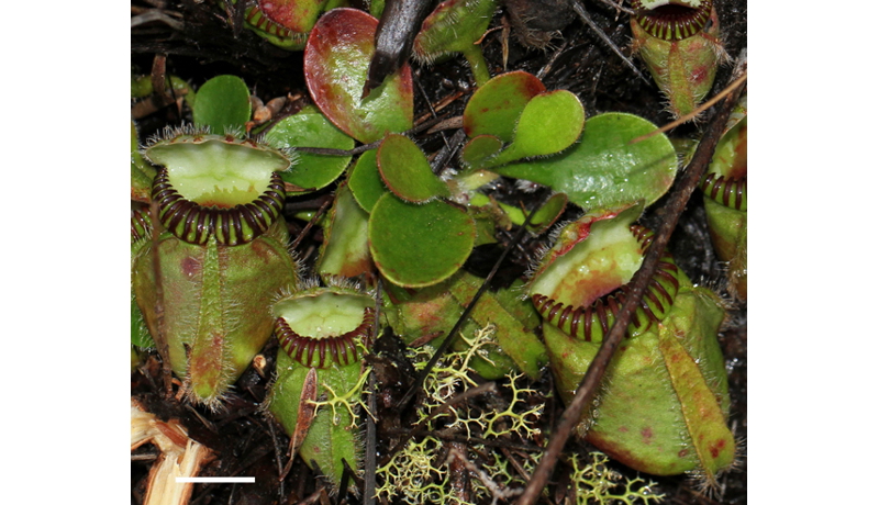 食虫植物、進化のカギ遺伝子候補を発見　フクロユキノシタのゲノム解読