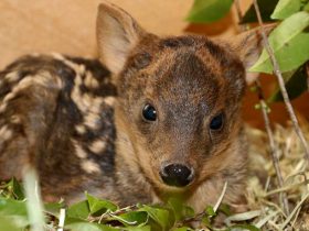 世界最小のシカ「プーズー」の赤ちゃん公開　埼玉県こども動物自然公園