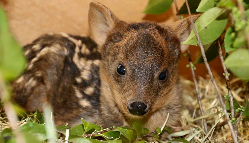 世界最小のシカ「プーズー」の赤ちゃん公開　埼玉県こども動物自然公園