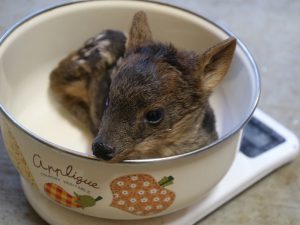 世界最小のシカ「プーズー」の赤ちゃん公開　埼玉県こども動物自然公園