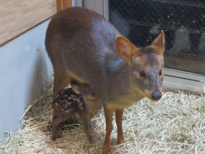 世界最小のシカ「プーズー」の赤ちゃん公開　埼玉県こども動物自然公園