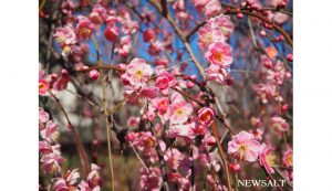 大倉山梅林　3,淡路枝垂アップ