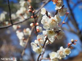 大倉山梅林　アイキャッチ