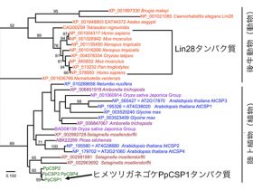 体細胞を幹細胞へと戻す、動物と植物で共通の遺伝子を発見か