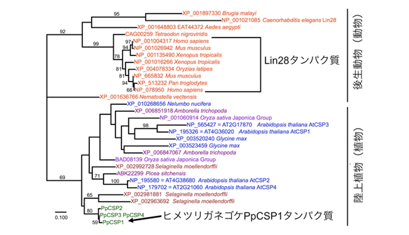 体細胞を幹細胞へと戻す、動物と植物で共通の遺伝子を発見か