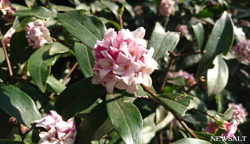 花便り～ジンチョウゲ