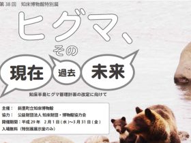 知床博物館で特別展「ヒグマ、その現在・過去・未来」