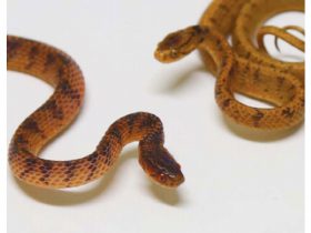 セダカヘビの歯並びは非対称　京大が調査、「食の多様性の表れ」
