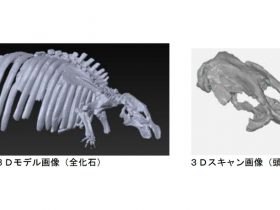 3Dデータ化 ヤマガタダイカイギュウ化石
