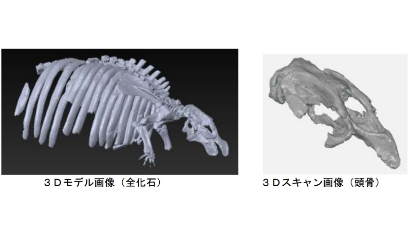 3Dデータ化 ヤマガタダイカイギュウ化石