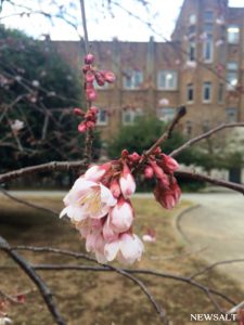 都心の桜、平年より5日早く開花　来週は本州で開花ラッシュ