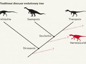 恐竜の分類「見直し」か？ 英研究チームが74種の血縁評価