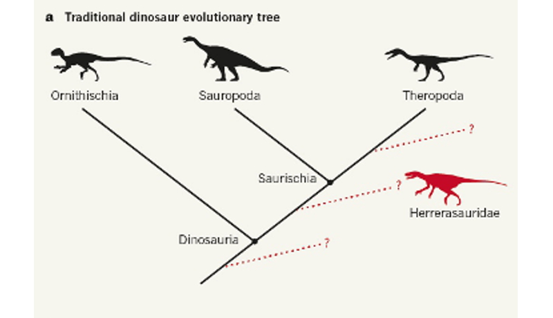 恐竜の分類「見直し」か？ 英研究チームが74種の血縁評価