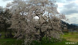 桜特集（11）石部桜1