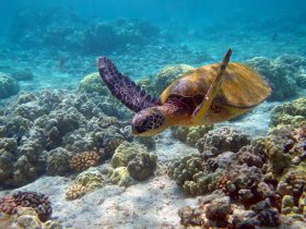 日本では珍しいクロウミガメを越前松島水族館で保護