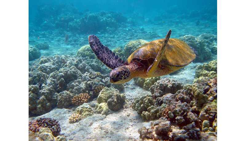 日本では珍しいクロウミガメを越前松島水族館で保護