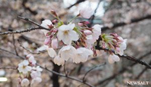 桜（写真１）