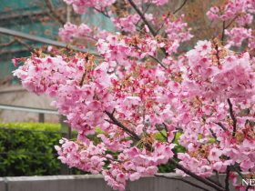 桜（アイキャッチ）