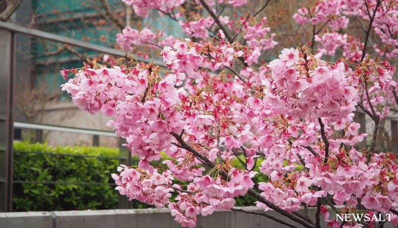 桜（アイキャッチ）