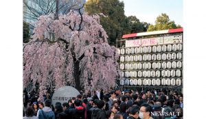 上野公園で桜が見頃１