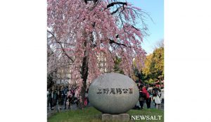 上野公園で桜が見頃２