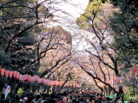 上野公園で桜が見頃３