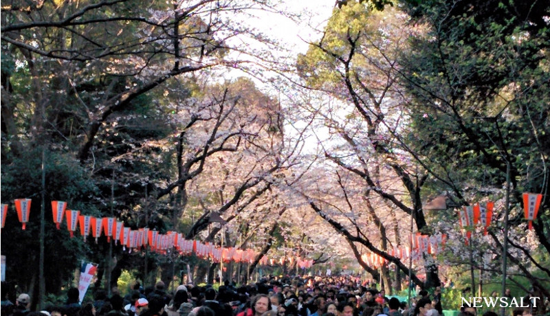 上野公園で桜が見頃３