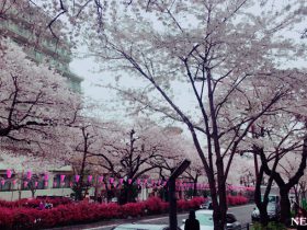 2017年桜特集（3）