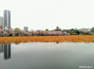 2017年桜特集（3）
