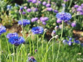 今日は植物学の日　植物分類学の父　牧野富太郎の誕生日