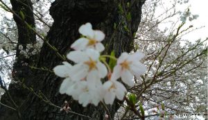 桜特集（11）石部桜2