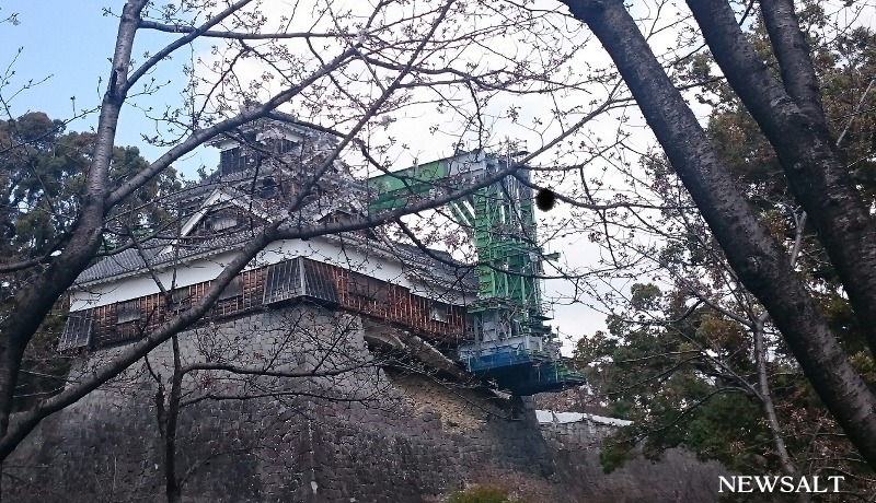 桜特集